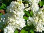 White lilac - Mmm Lemoine